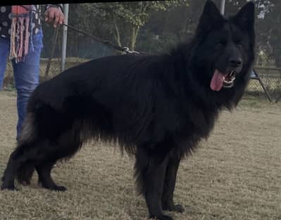 Black shepherd male imported lines