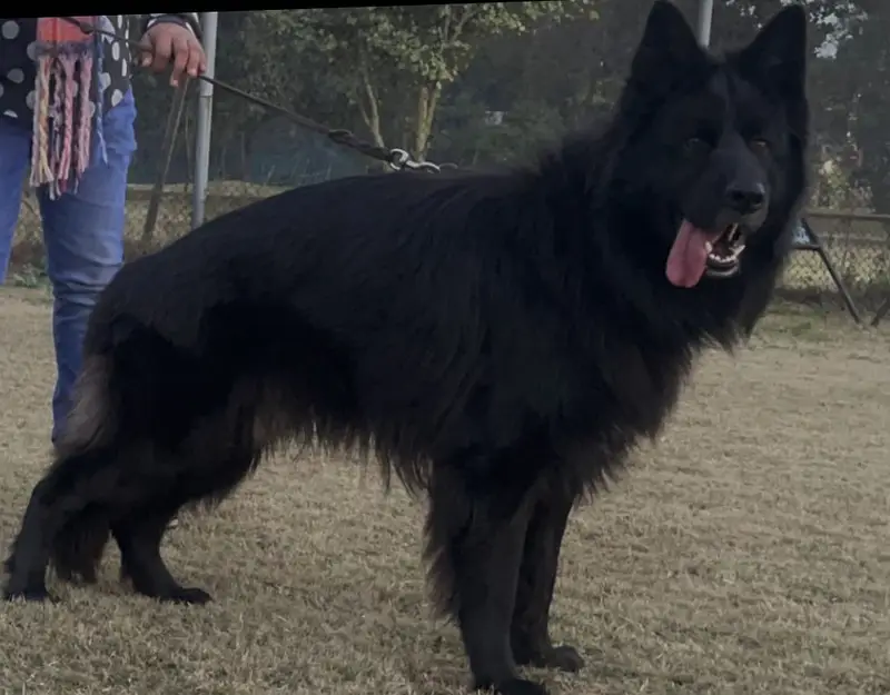 Black shepherd male imported lines — photo 2