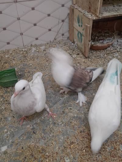 Gola Piegon 3 females White Color