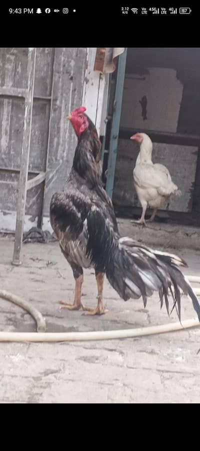 aseel birds for sale