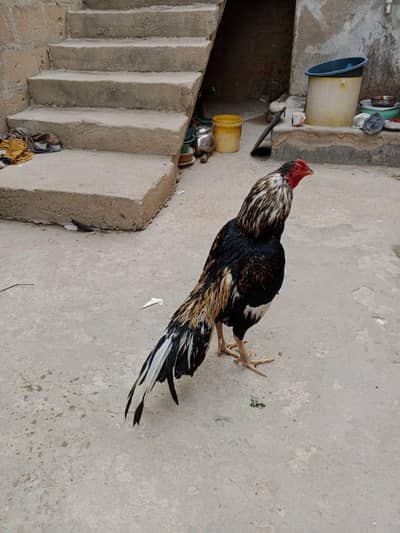 high quality lassani sawa murga 03711036880