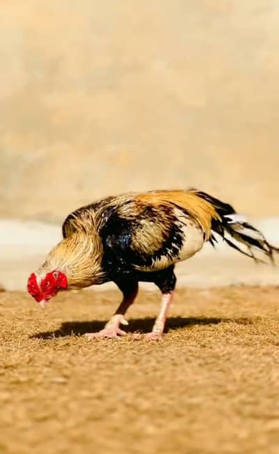 Aseel Desi murga for sale