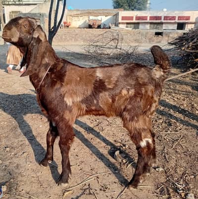 Goat with male kid for sale