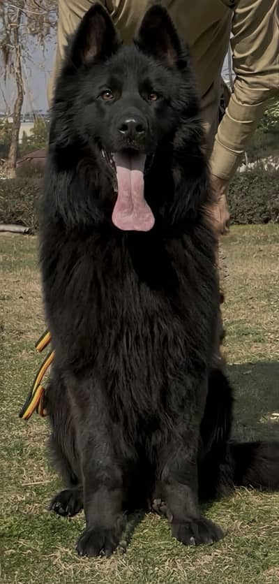 German Shepherd Black Imported Bloodline