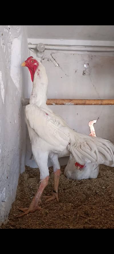 white king o shamo pair