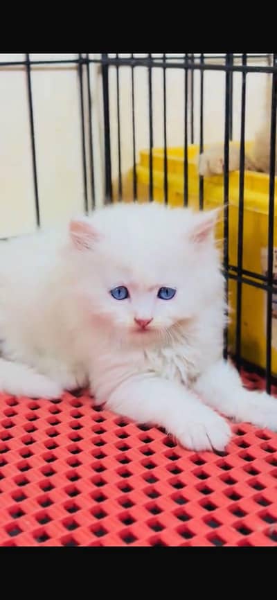 Persian kittens for sale My Whatsapp Number 0334*4278*291