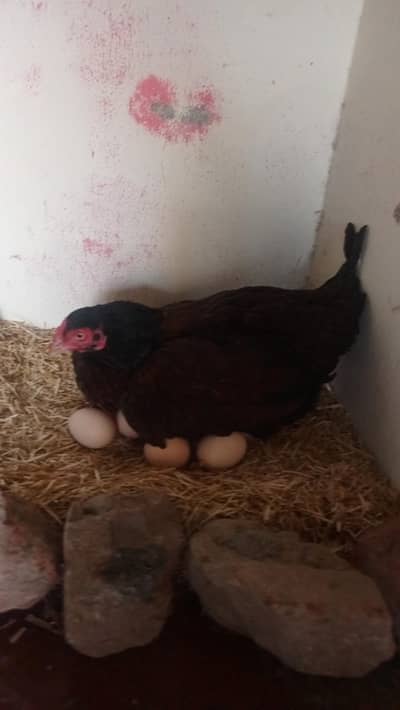 kurak murgi bi ha for sale