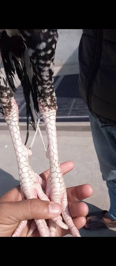 long hight chena glwa breed ka murga wazan 3kG galwa patha 7500 final