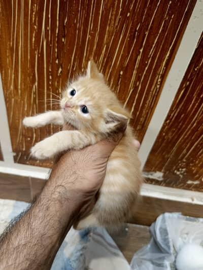 tripple coated persion kittens