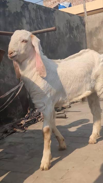 Male bacha for sale |Goat|Male|bakri ka bacha| No. 0321 1244069