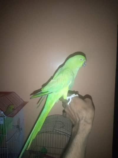 green parrot female age (9) months outclassed taking