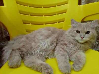 Golden Breeder Male Cat- 2Years old - home loving & friendly
