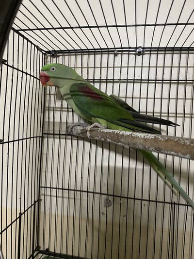 Female raw parrot