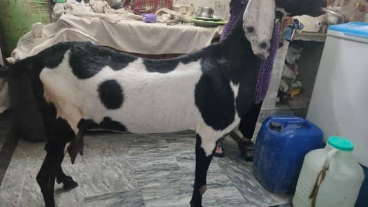 Betal goat with male baby