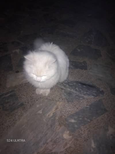 urgent sale parsion cats