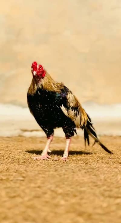 Aseel murga for sale my WhatsApp number 0348/7846/879