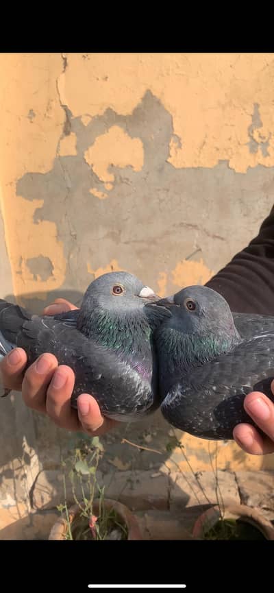 Jan Arden original breeder pair  qasid pigeon|قاصد کبوتر
