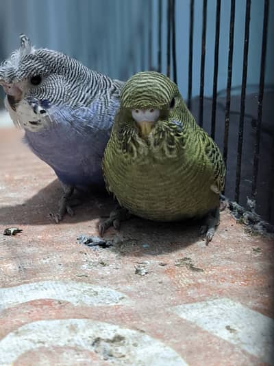 black face & split hogoromo split under size 03120226889