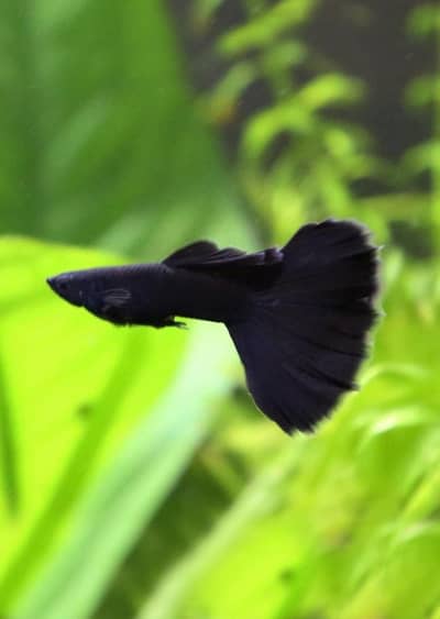 Black mossac guppy