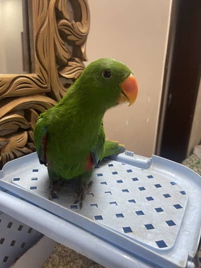 Eclectus full tame zero bite