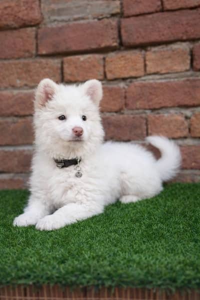 Russian puppy dog eag 3 month age whtsaap number 0326.7576469