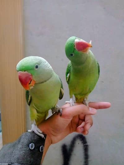 kashmiri raw pair + license