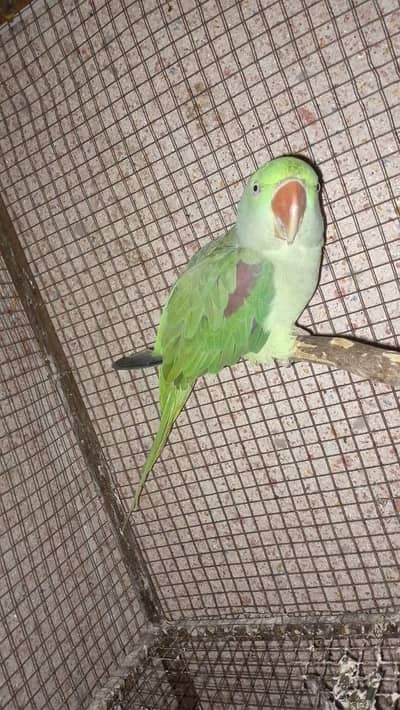 Talking Breeder female