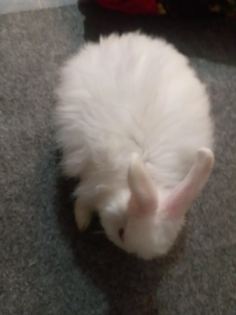 Angora White Rabbit pair for Sale — photo 3