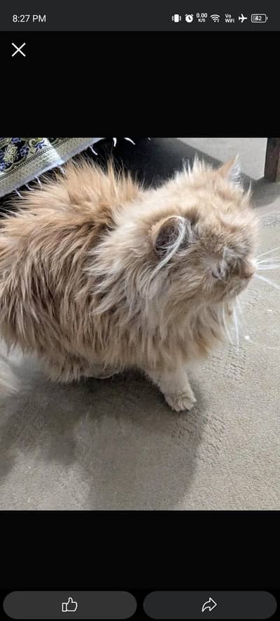 { Russian pike punch face}{ stud matting} 25k final