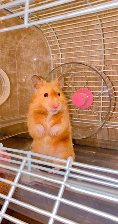 Hamesters High Quality Available