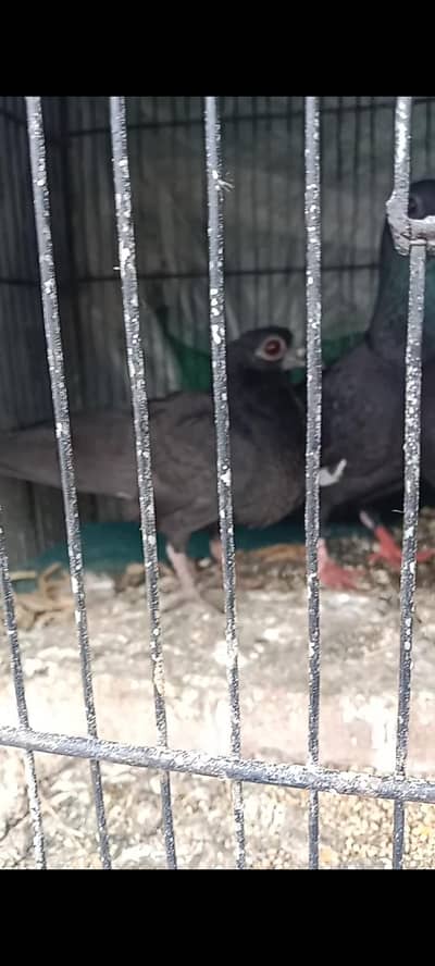 katla breeder pair with 2 chick