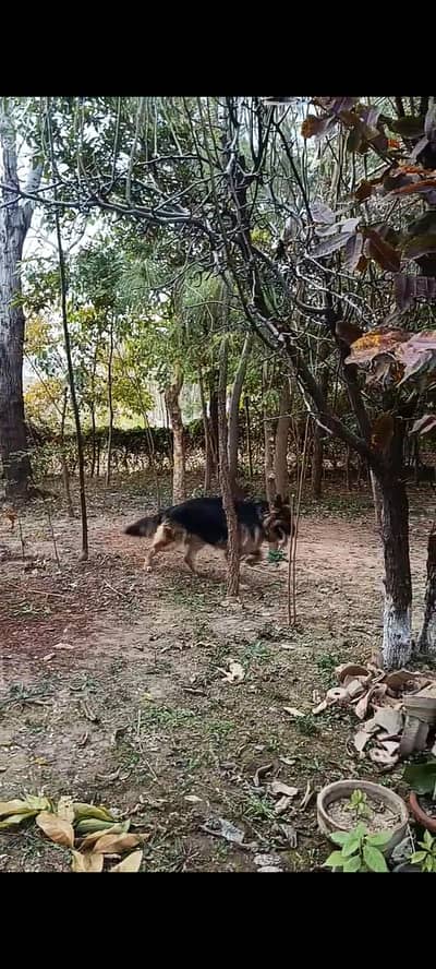 long hight german shepherd