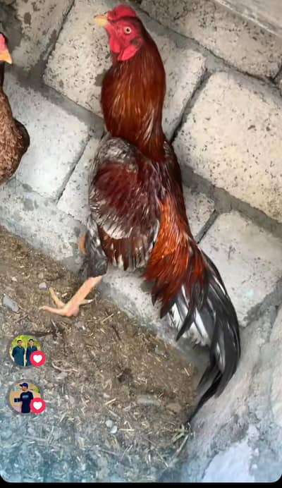 aseel salita top quality