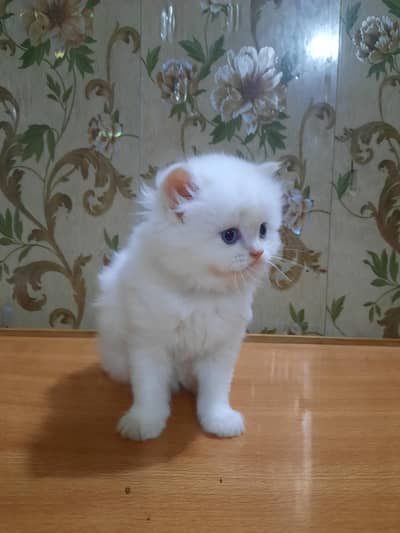 Persian cat/ kitten,