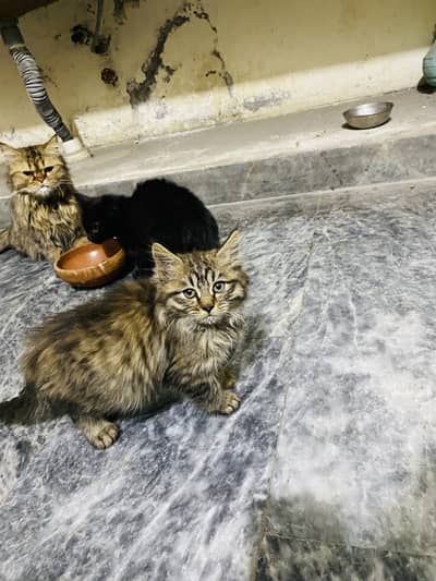 brown Persian punch cat