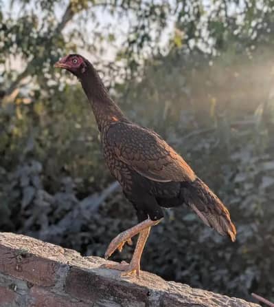 animals male and female for sale home breed high quality