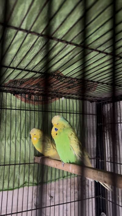 Exhibition spangle breeder pair