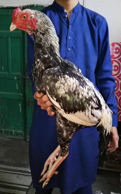 Aseel Jawa murgha + Aseel Sindhi murghi pair sale 20000