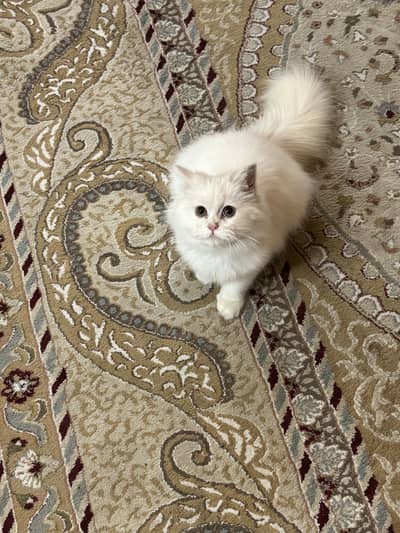 Persian cat