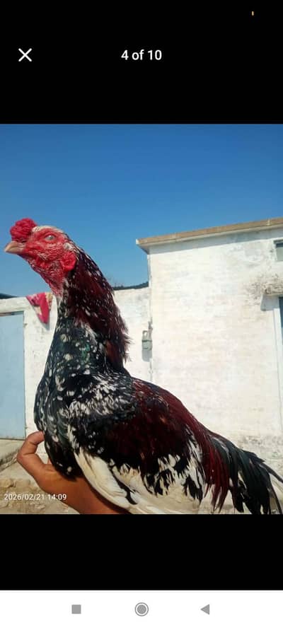 Pure aseel lakha cheena  murga for sale