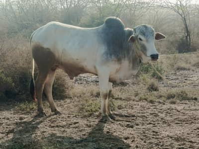 Very beautiful vacha for sale whatsapp no. 03037302053