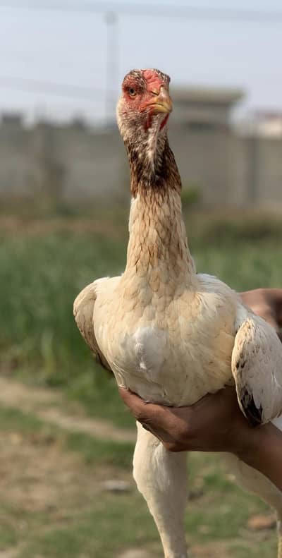 FRK BIRDS FANCY POULTRY