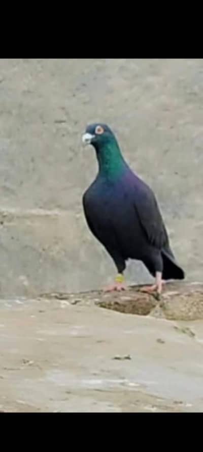 Whatsapp number 03314886114