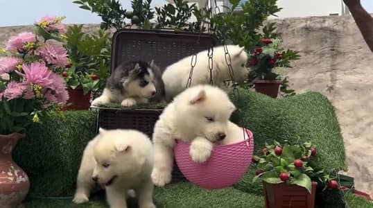 Siberian Husky For Sale My WhatsApp number 0348–49–64–775