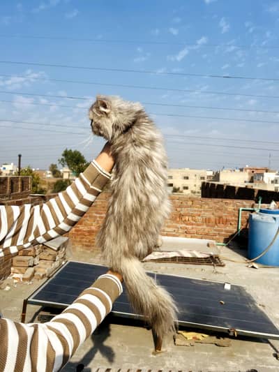 Persian Peaky Cat Female