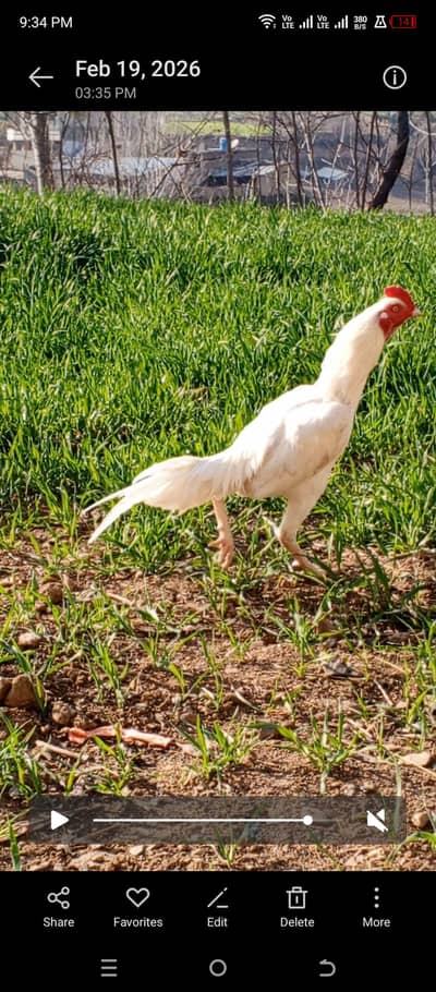 Heera Pure Paper White