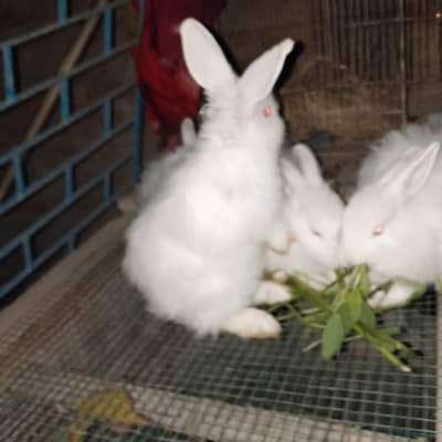 Angora White Rabbit Pair for Sale