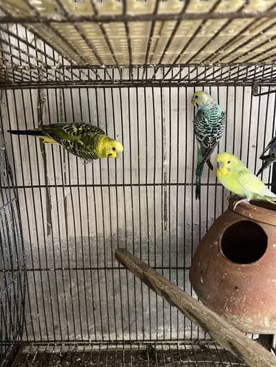 Beautiful budgie birds for sale