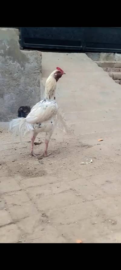 aseel shamo cross Pakistani