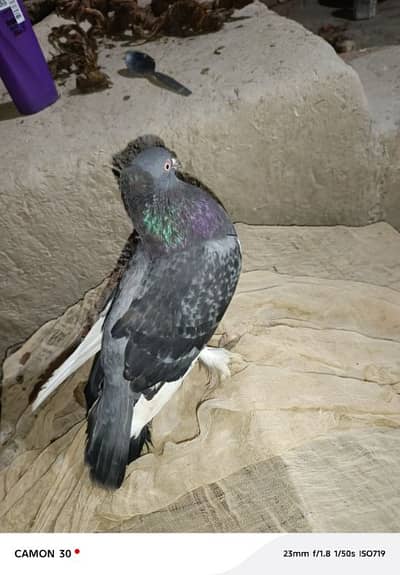 Lakwa Kabooter for sale